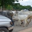 Cows obstruct Nigeria's capital as climate change and development leave herders with nowhere to go