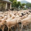 Fièvre catarrhale ovine : "explosion des cas", avec 190 foyers confirmés dans le nord et l'est de la France, annonce le ministère de l'Agriculture