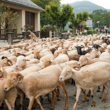 Fièvre catarrhale ovine : "explosion des cas", avec 190 foyers confirmés dans le nord et l'est de la France, annonce le ministère de l'Agriculture