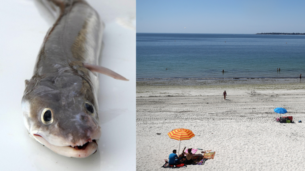 Des anguilles de mer s’échouent par dizaines sur les plages du Finistère, sans explication