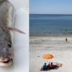 Des anguilles de mer s’échouent par dizaines sur les plages du Finistère, sans explication