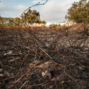 Un incendie maîtrisé dans les Pyrénées-Orientales, 3 000 vacanciers évacués d’un camping