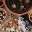 How to create a spring bulb ‘lasagne’