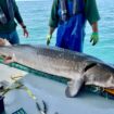 Michigan officials reel in record 125-pound prehistoric fish stretching 6-plus feet long