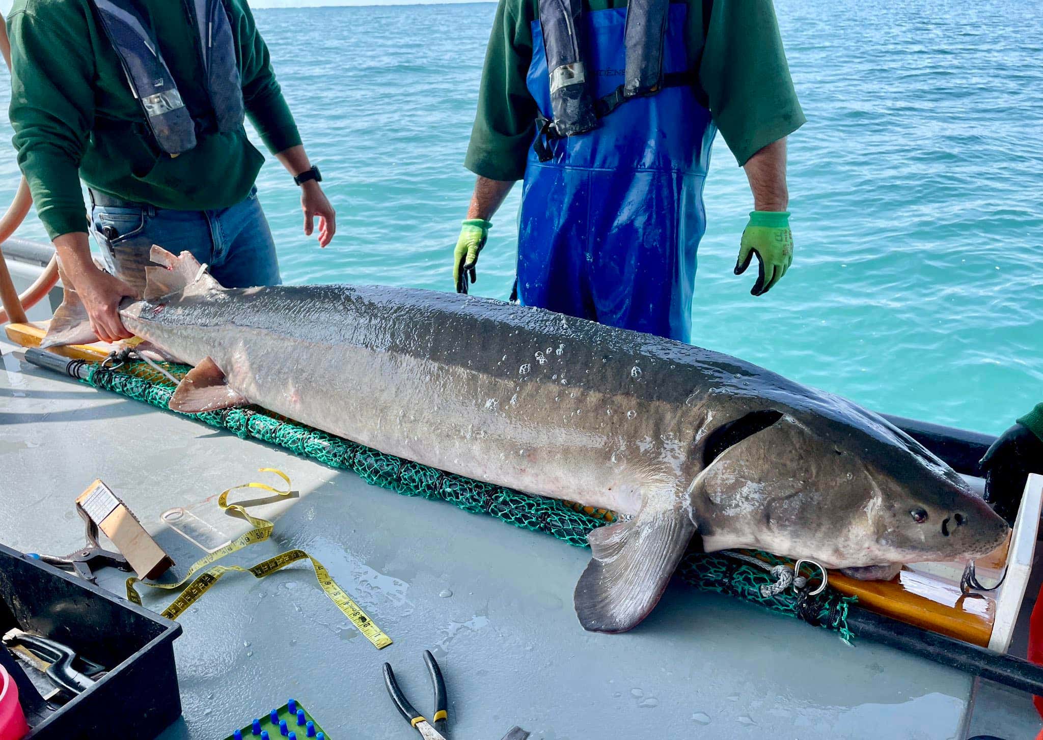 Michigan officials reel in record 125-pound prehistoric fish stretching 6-plus feet long