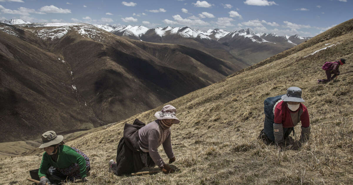 Le champignon le plus cher du monde pousse sur le plateau tibétain et il soigne presque tout