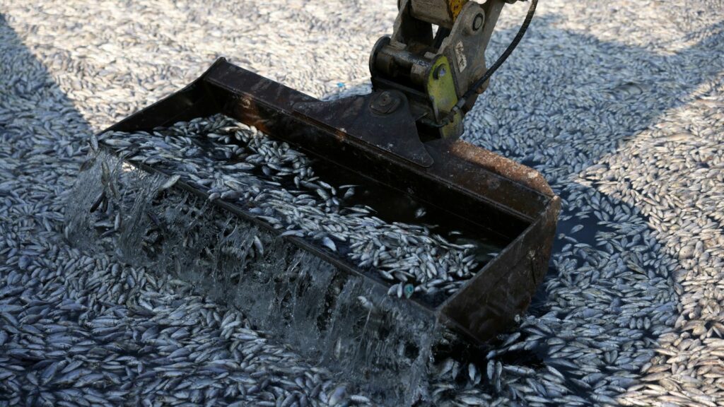 Work remains ongoing to clear the dead fish. Pic: Reuters