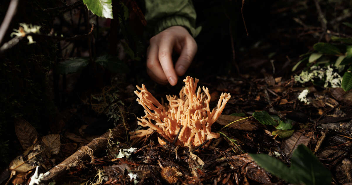 Comment les amateurs de cueillette de champignons font avancer la connaissance