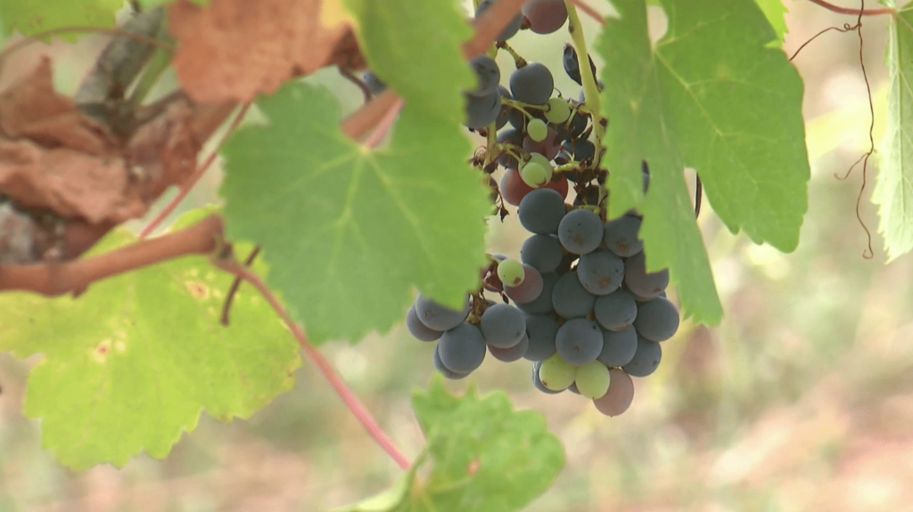 Var : des vignerons au secours d’un de leurs confrères