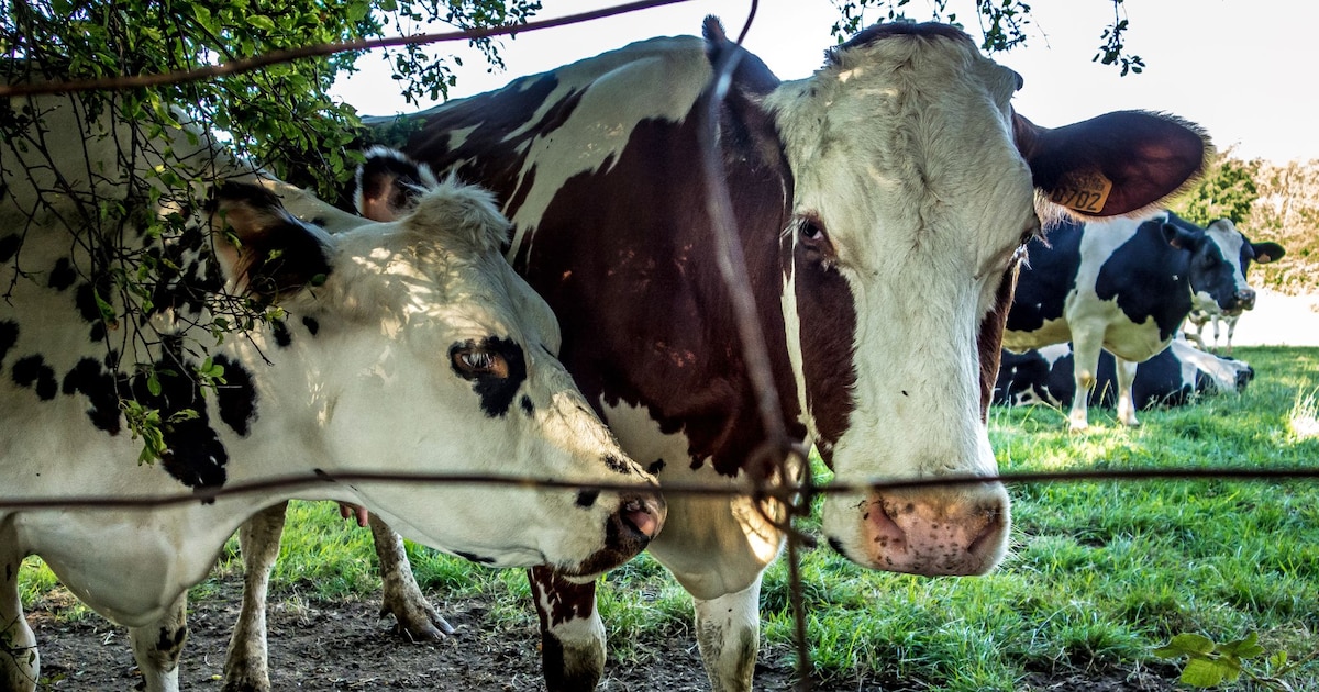 Dans le centre de la France, coeur du foyer de fièvre catarrhale ovine, les éleveurs se retrouvent avec des milliers de bovins sur les bras faute de pouvoir les exporter