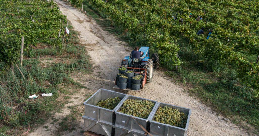 La crise du vin rattrape le Portugal