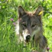 Alerte aux Pays-Bas: Un enfant a été mordu par un loup près d'Utrecht