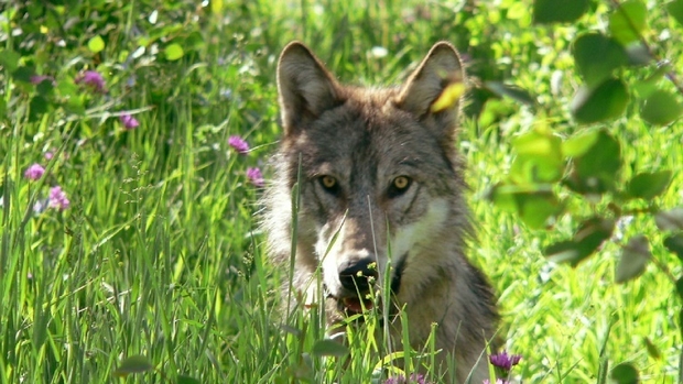 Alerte aux Pays-Bas: Un enfant a été mordu par un loup près d'Utrecht