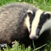 Badger culling to end in England within five years