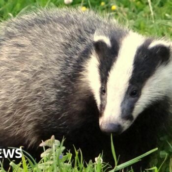 Badger culling to end in England within five years