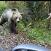 Bärenangriffe in Rumänien: Videoaufnahmen: An Landstraßen bettelnde Bären greifen immer wieder an