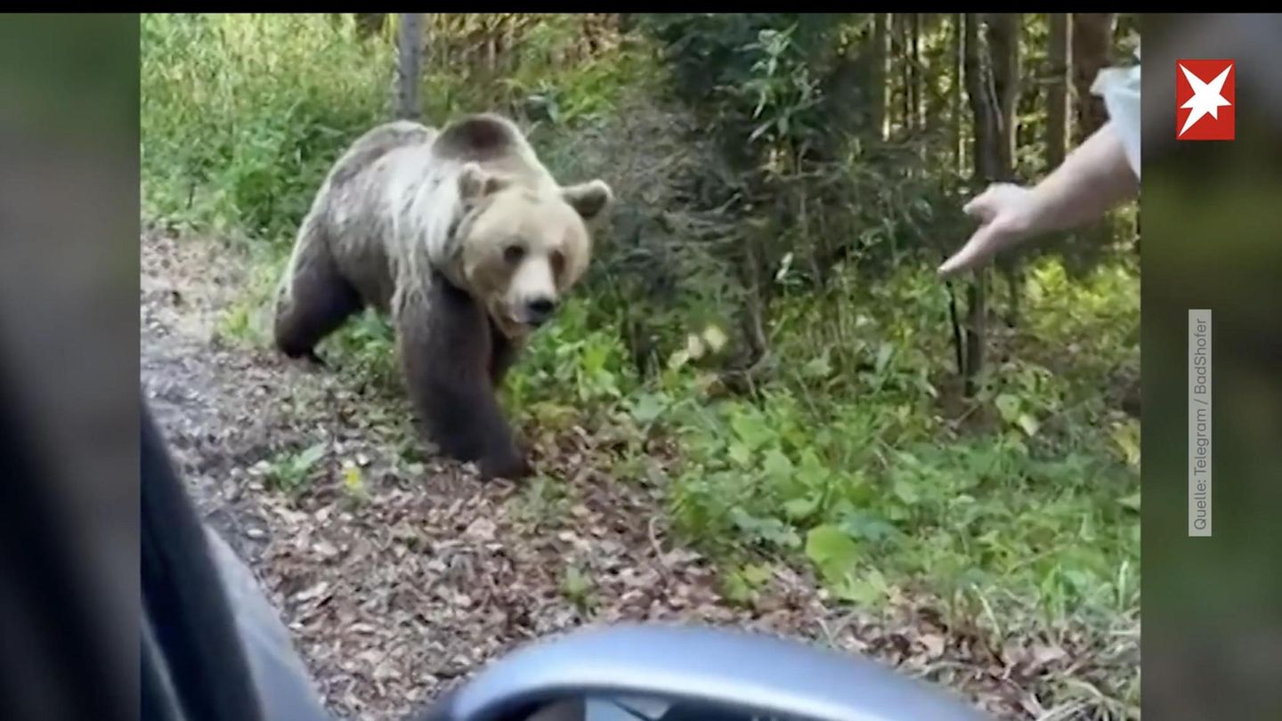 Bärenangriffe in Rumänien: Videoaufnahmen: An Landstraßen bettelnde Bären greifen immer wieder an