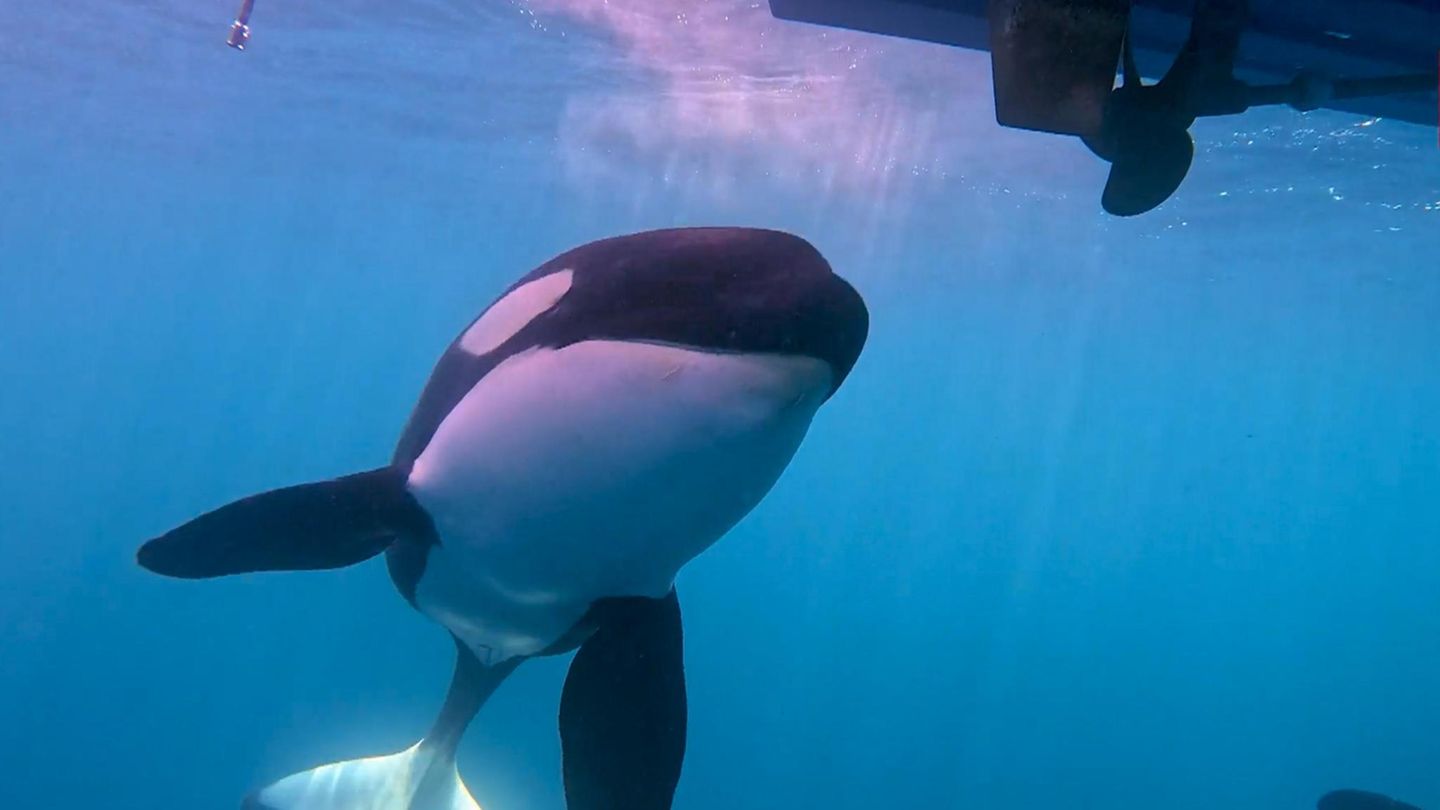 Bericht einer Seglerin: "Wirkt wie eine Attacke" – Orcas greifen Segelboote vor Gibraltar an