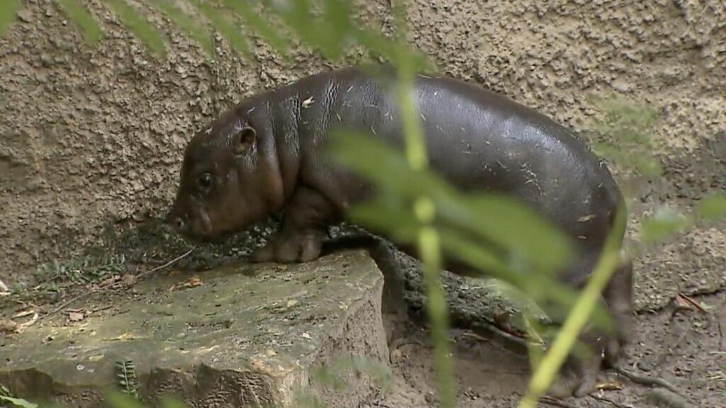 Berliner Zoo: Hippo-Baby Toni entzückt alle beim ersten Badeausflug