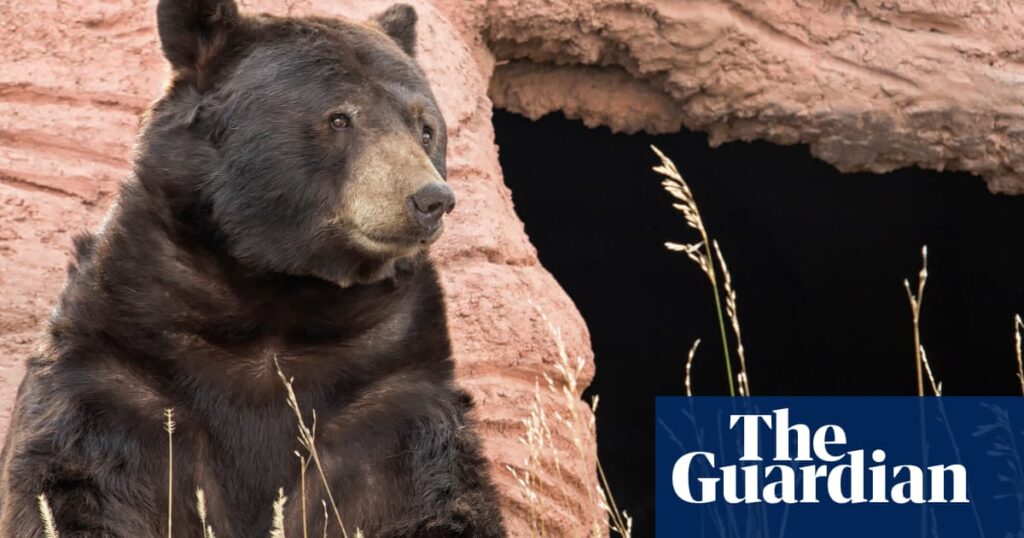 California teacher shocked to find bear enjoying a snack in classroom