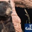 California teacher shocked to find bear enjoying a snack in classroom