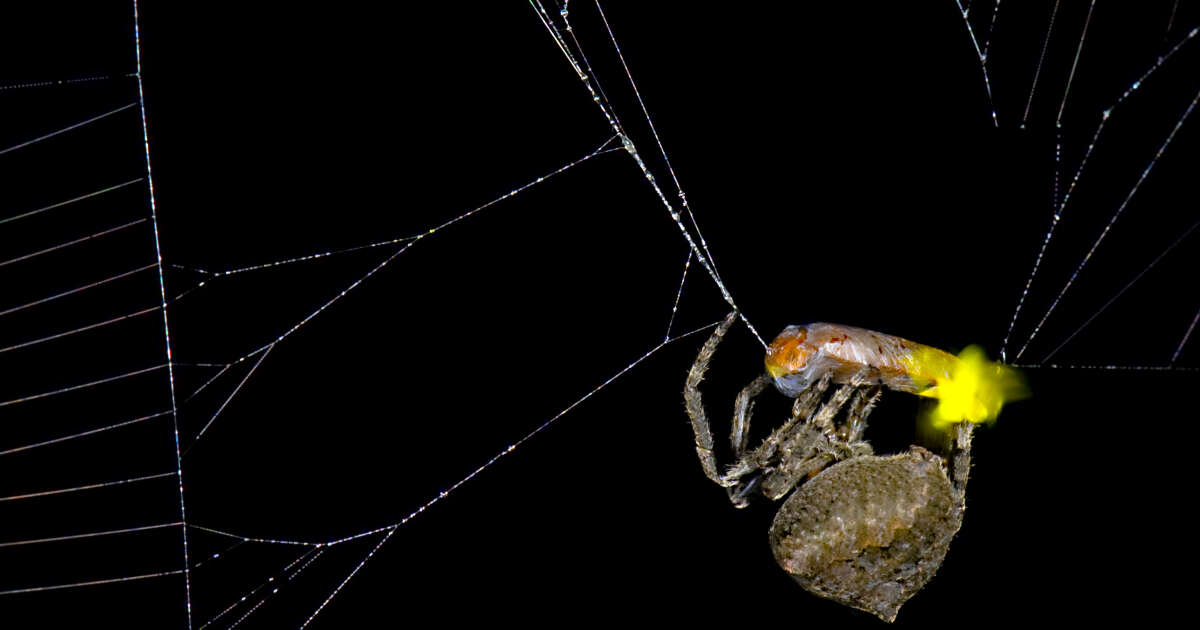 Certaines araignées pirateraient les signaux lumineux des lucioles pour les piéger