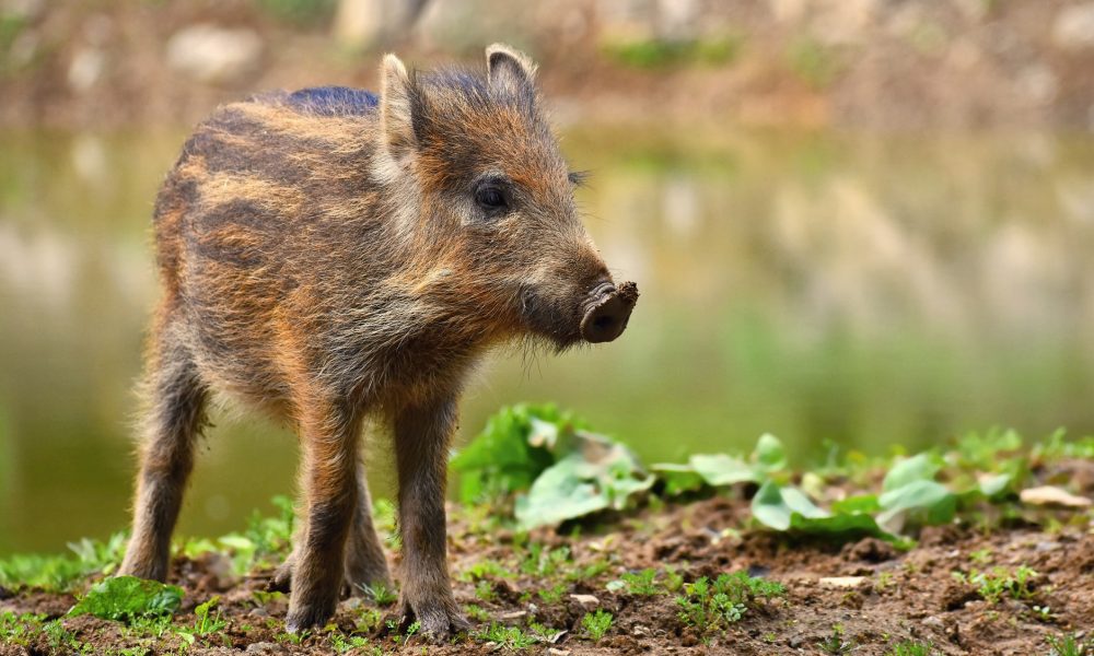 Consultations – Emmanuel macron reçoit actuellement « Pifou », le marcassin chef de file du parti animaliste