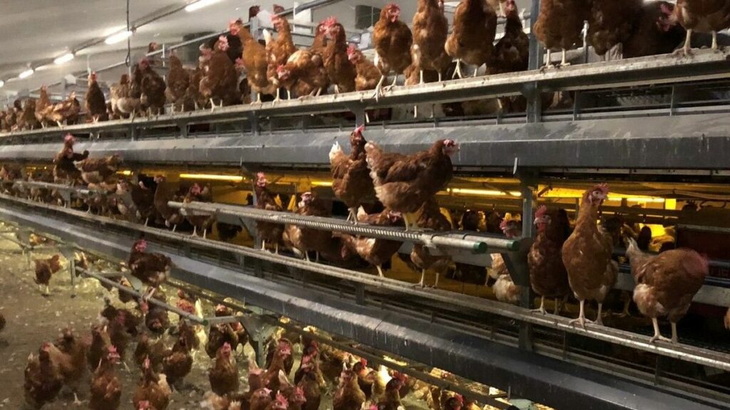 Dans l’Oise, la ferme à plus d’un million de poules inquiète les associations de défense des animaux