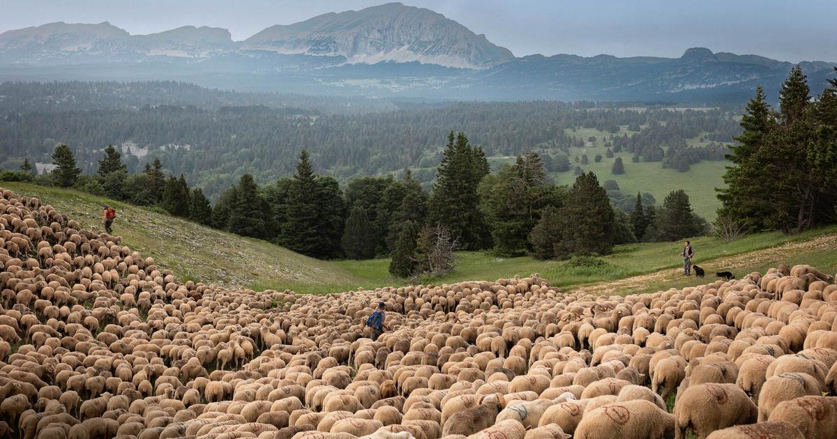 Des Bouches-du-Rhône au Vercors: chez les Lemercier, la transhumance des brebis de mère en fille