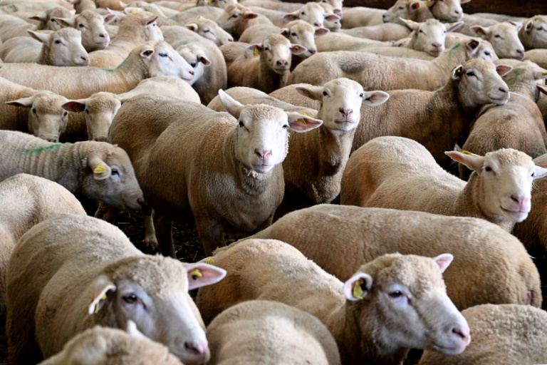 Des foyers en Moselle: Flambée de la fièvre catarrhale ovine en France