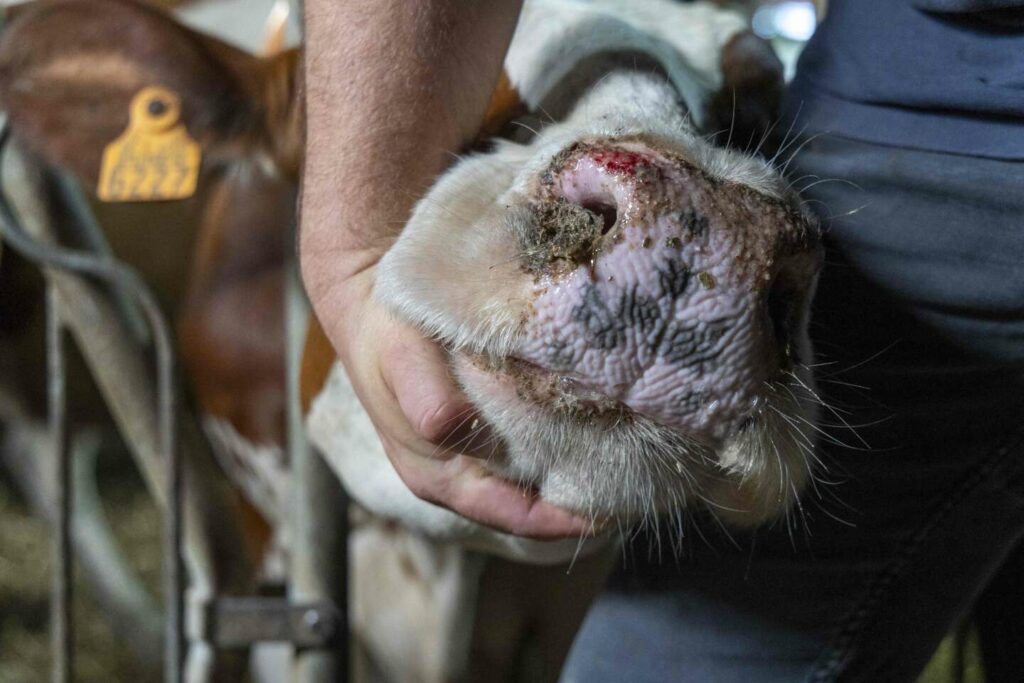 Deux nouveaux foyers de fièvre catarrhale ovine détectés en Moselle