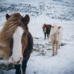 Durant l'ère viking, l'horreur des sacrifices de chevaux