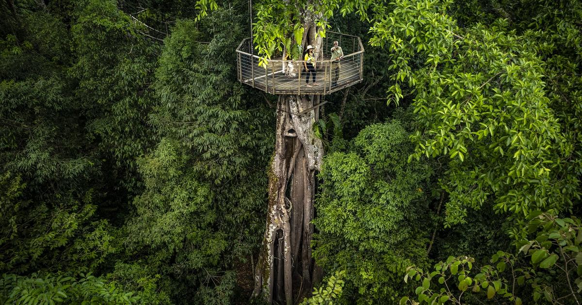 En Malaisie, au cœur d'un incroyable hôtel niché dans la forêt primaire