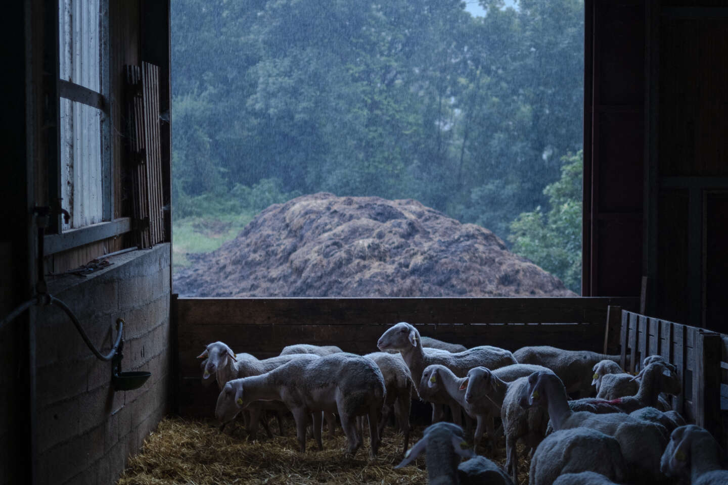 Fièvre catarrhale ovine : 190 cas confirmés, quatre nouveaux départements sont touchés