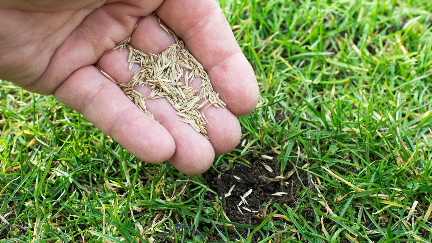 Garten Angebote: Rasensamen in einer Hand über einer Wiese