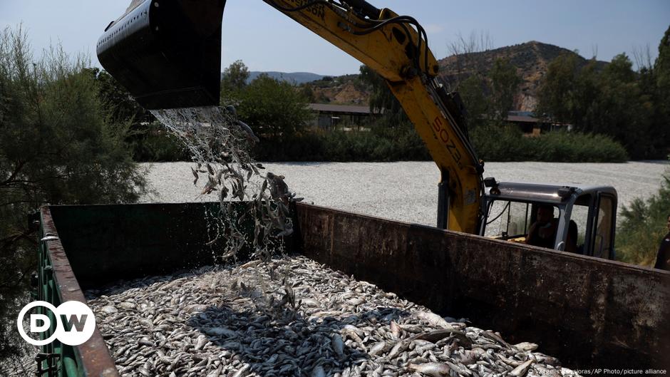 Greece declares state of emergency over flood of dead fish