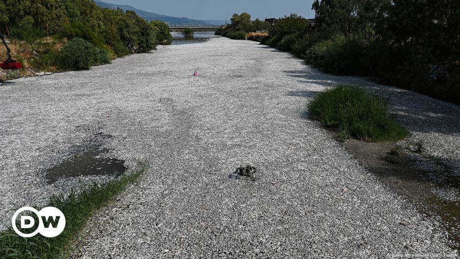 Griechische Stadt Volos ruft Notstand wegen Fischsterben aus