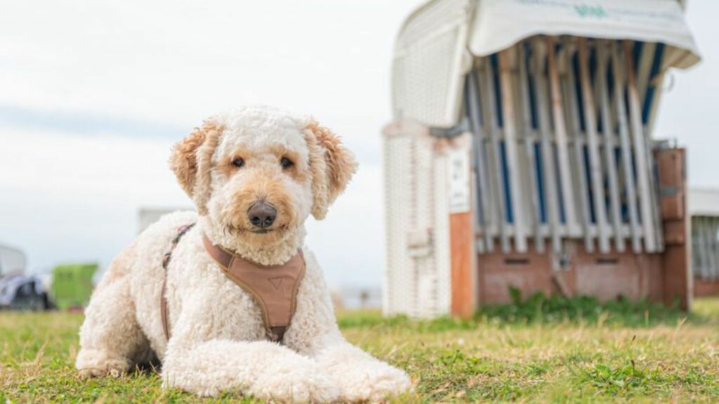 Designerhunde wie der Labradoodle erfreuen sich auch in Deutschland wachsender Beliebtheit. (Archivbild) Foto: Mohssen Assanimog