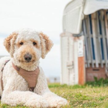 Designerhunde wie der Labradoodle erfreuen sich auch in Deutschland wachsender Beliebtheit. (Archivbild) Foto: Mohssen Assanimog