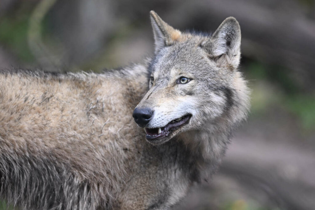 Haute-Vienne : la Coordination rurale offre une prime pour tout « loup mort », le préfet saisit le parquet