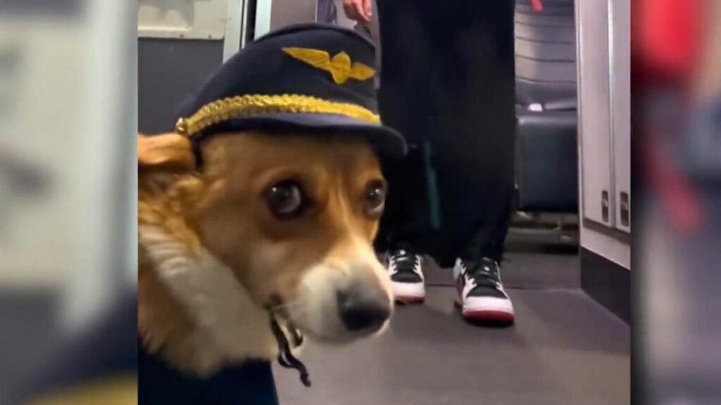 Hund an Bord: Corgi hebt ab: Das ist der wohl süßeste "Flugkapitän" der Welt