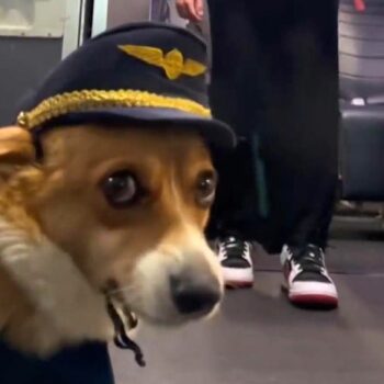 Hund an Bord: Corgi hebt ab: Das ist der wohl süßeste "Flugkapitän" der Welt