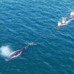 La baleine à bosse coincée dans le port de Sydney libérée au bout de vingt-deux heures