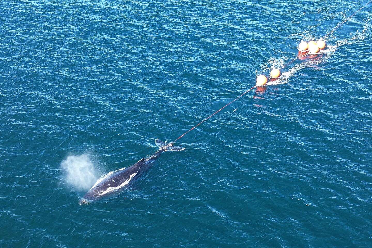 La baleine à bosse coincée dans le port de Sydney libérée au bout de vingt-deux heures