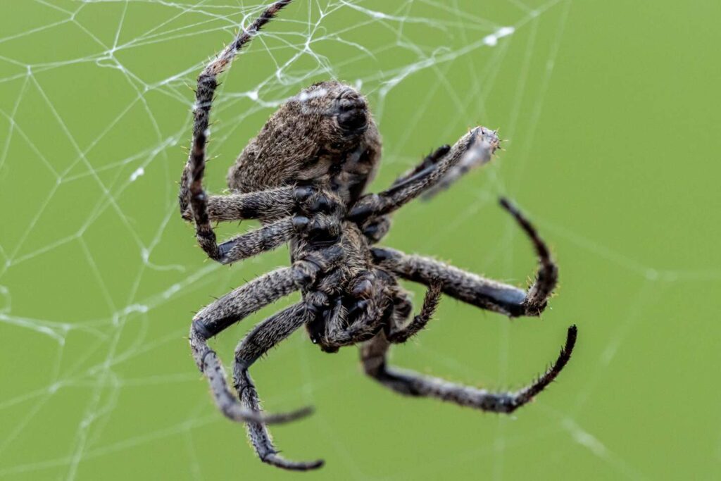 L’araignée qui fait tomber les garçons (lucioles) dans son assiette