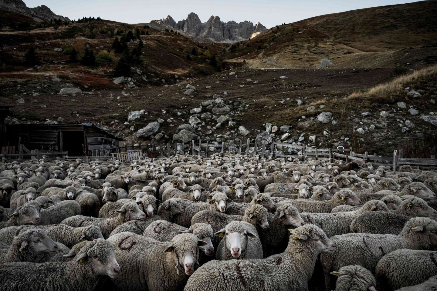 Le gouvernement français confronté à la flambée de la fièvre catarrhale ovine