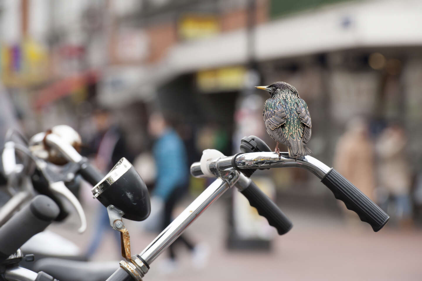 Les oiseaux proches des milieux urbains touchés par des bactéries résistantes aux antibiotiques