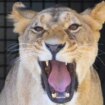 Lioness caged in war-torn Ukraine rescued and brought to UK safety