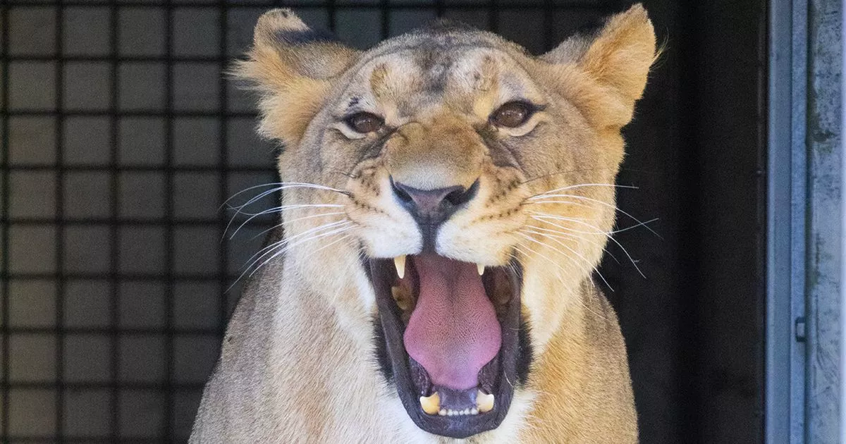 Lioness caged in war-torn Ukraine rescued and brought to UK safety