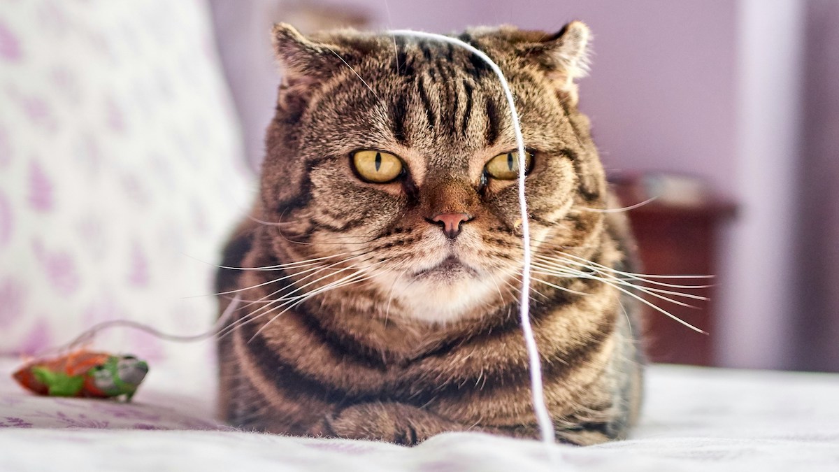 Mon chat me rend fou: il n'aime aucun des jouets que je lui achète!